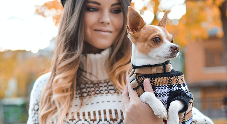 Que graver sur une médaille pour chien