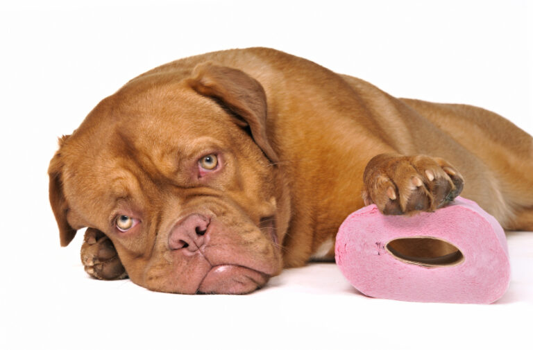 mon chien a la diarrhée, comment le soigner