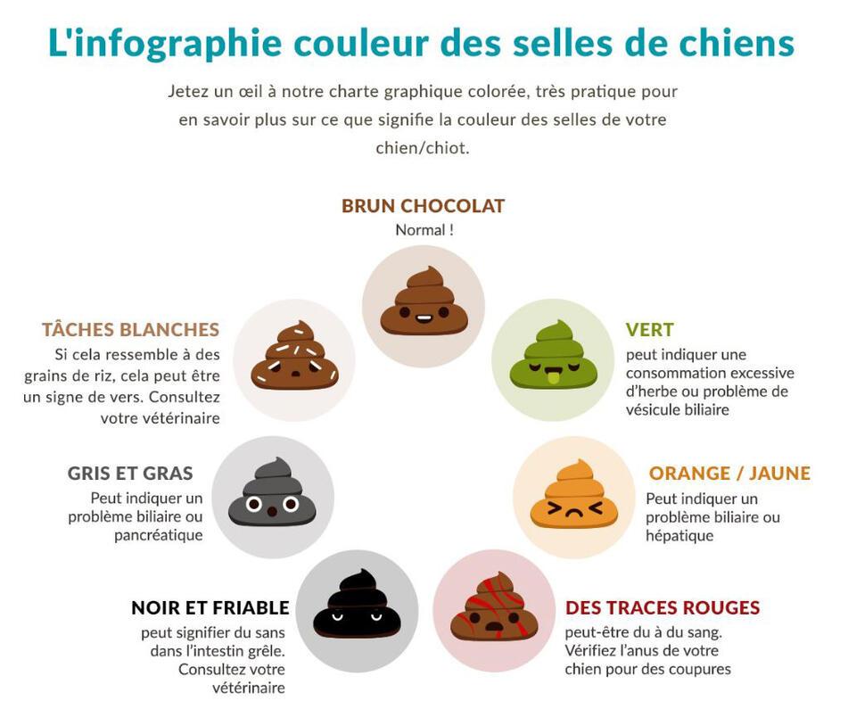 santé du chien par rapport à la couleur de selles