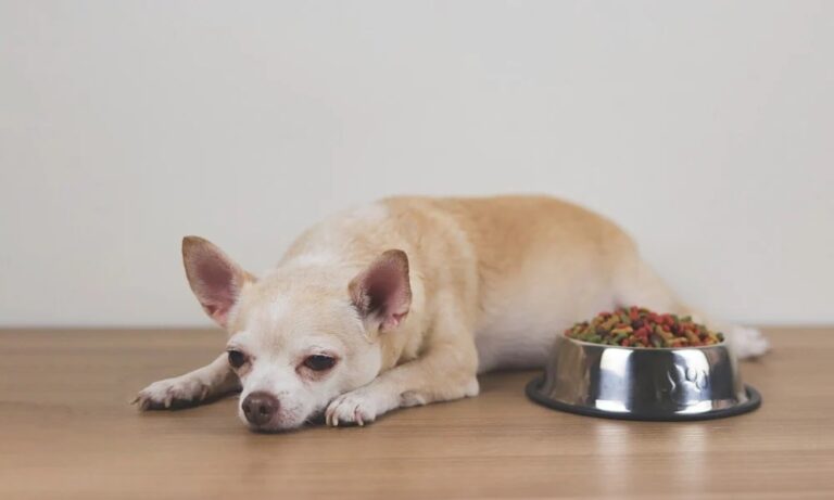 mon chien ne mange plus, que faire