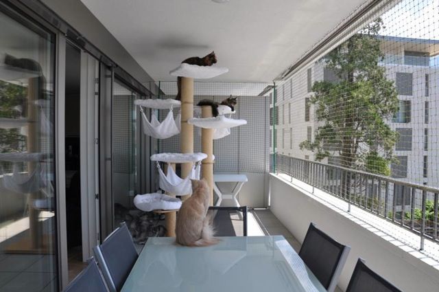 Les indispensables pour un chat en sécurité