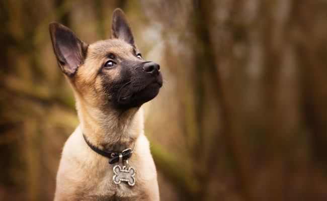porter une médaille pour chien